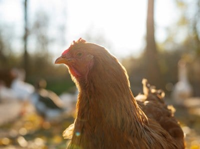La grippe aviaire de retour chez nous