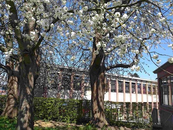 Belgrade - cour printemps