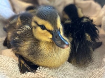 Bilan 2025 : 409 animaux pris en charge !