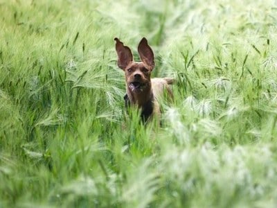 La saison des épillets : quand la vigilance permet la prévention