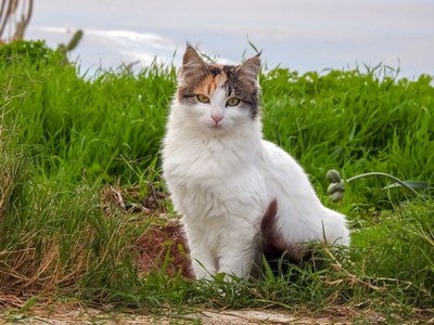 Stérilisation des chats errants : la campagne fait peau neuve !