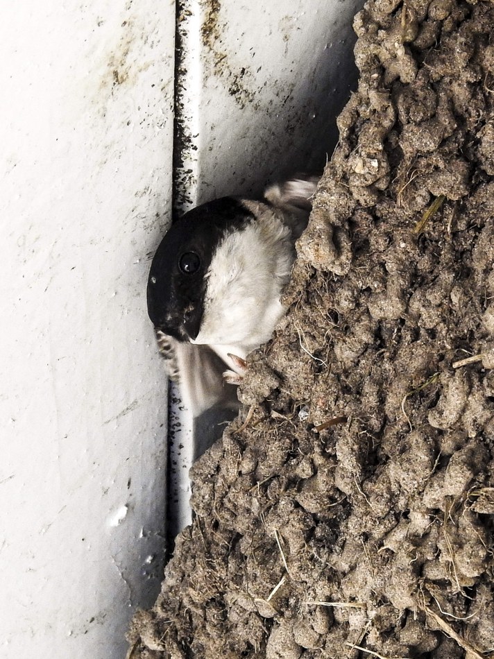 Nid_hirondelle