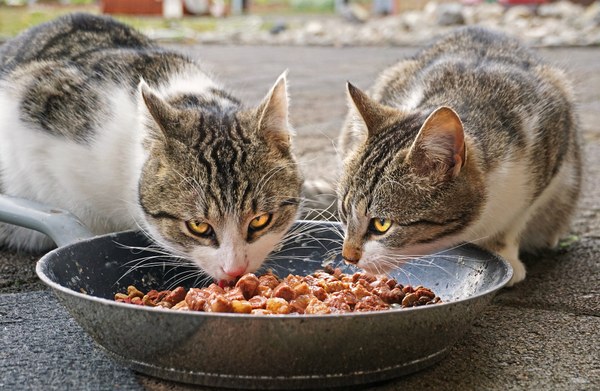 chats errants