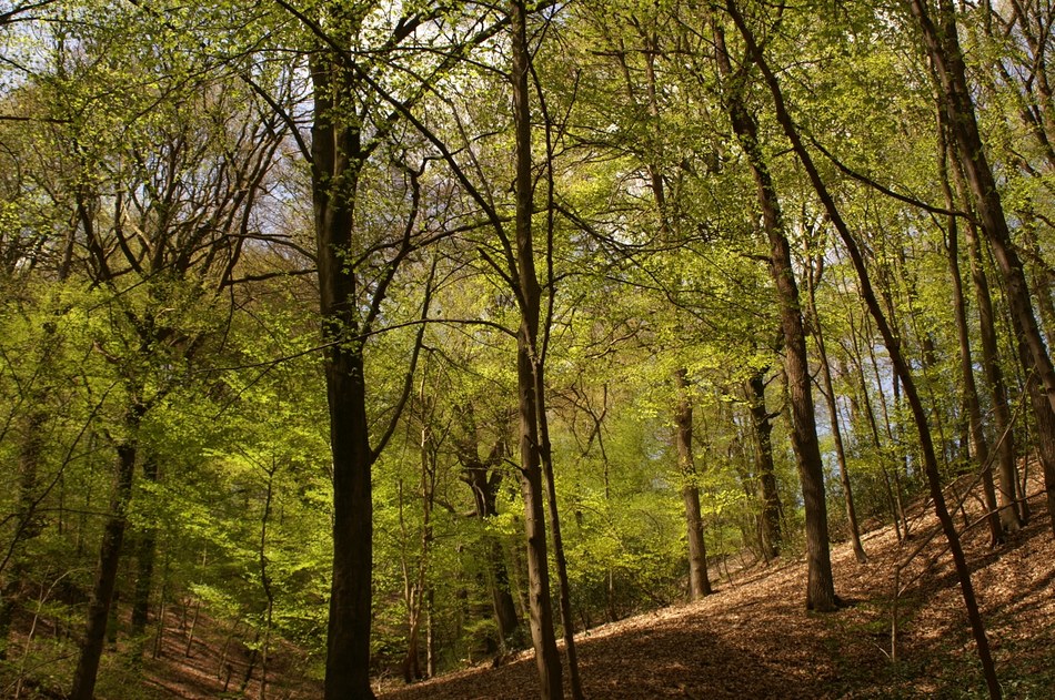 Le bois de la vecquée
